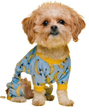 cute-pet-small