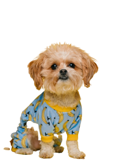 cute-pet-small